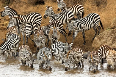 Animals HD Wallpapers, Full HD 1080P Wallpapers, 1920X1080 ...