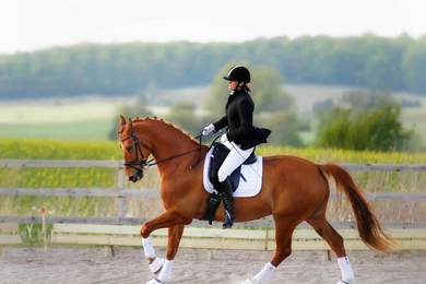 Equestrian Wallpapers   Wallpapers Cave