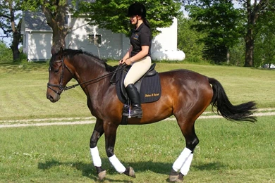 Riding School Horse Wallpapers