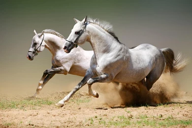 Free Download Wallpapers HD : Horse Animal 2013 High Resolution Hd ...