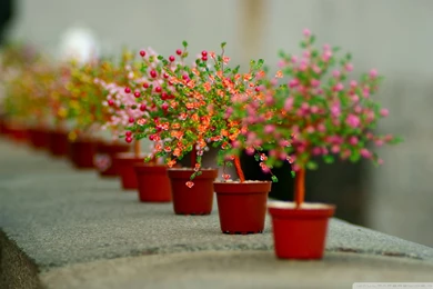 Souvenir Trees Tilt Shift HD Desktop Wallpapers : High Definition ...