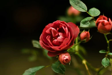 Blooming Red Roses Symbolize Love Close up Wallpapers 6 － Flower ...