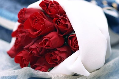 Rose Wallpapers Hd Tumblr For Walls For Mobile Phone Widescreen For ...