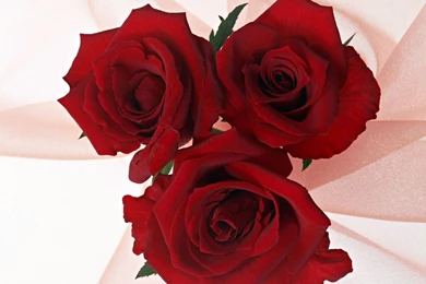 Love Red Roses Backgrounds Wallpaper_other_health Questions ...