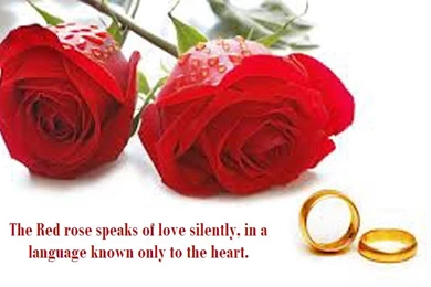 Red_rose_wallpaper_with_love_quotes.jpg