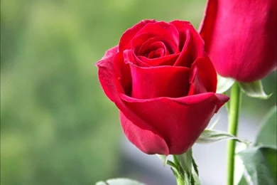 Love Red Rose Wallpaper
