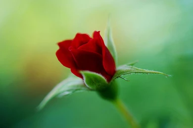 Blooming Red Roses Symbolize Love Close up Wallpapers 9 － Flower ...