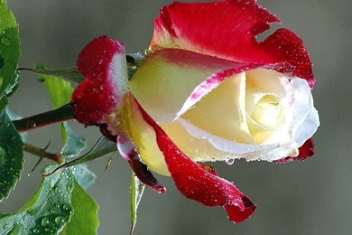 Wallpapers Love Black And White Purity Combination Dew Drops ...