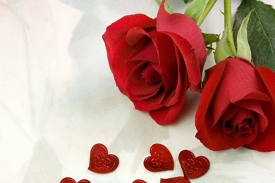 Single Red Rose Flower Love