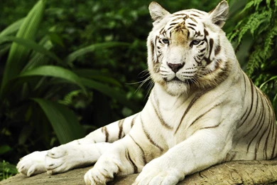 White Tiger Images Pics Wallpapers 3d Hd Pictures.