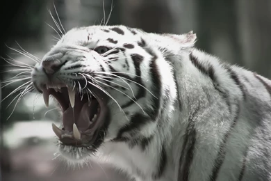 Image   Roaring white tiger animal hd wallpaper 1920x1080 6590.jpg ...
