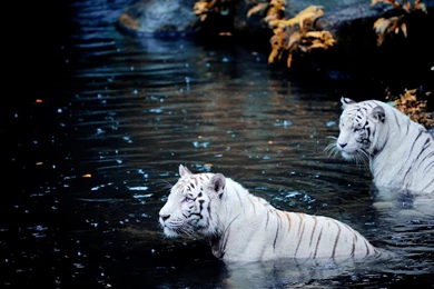 White Tigers Phone >> HD Wallpaper, Get It Now!
