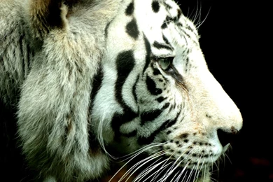 White Tiger Wallpapers Hd 1080P