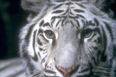 White Tiger Wild Animals Hd Wallpapers   (