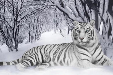 Tiger Hd Wallpapers 0224