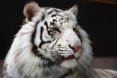 White Tiger Hd