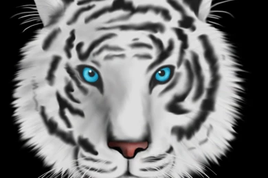 White Tiger With Blue Eyes Wallpaper, Wallpaper, White Tiger With ...