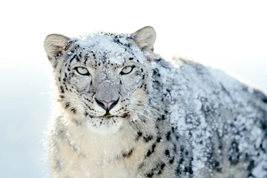 Snow Leopard Default Wallpapers 2015   Grasscloth Wallpapers