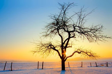 Nature Wallpapers   Winter, Darkslategray, Goldenrod, Burlywood ...