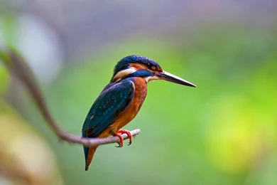 Kingfisher Bird HD Wallpapers For Desktop