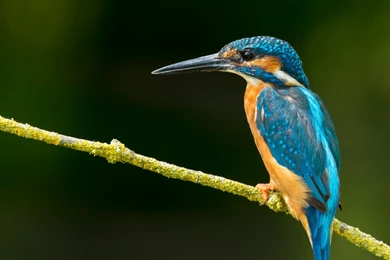 14 HD Kingfisher Bird Wallpapers   HDWallSource.com