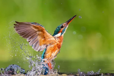 Kingfisher Wallpapers   Wallpapers Cave