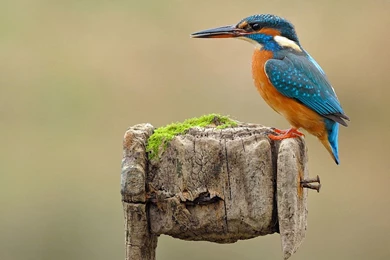 Bird Kingfisher Colours Wallpapers