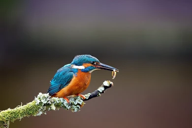 Kingfisher Bird Wallpapers
