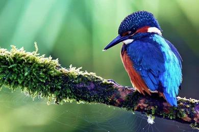 Download Excellent Kingfisher Bird Wallpapers 4191 1920x1080 Px ...