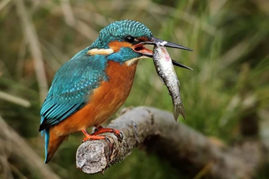 Bird Kingfisher