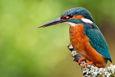 Common Kingfisher Bird Beak Wallpapers