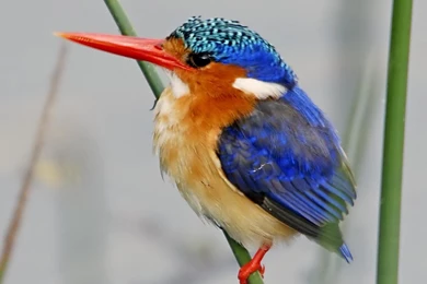 Kingfisher Hd Wallpapers   Free Hd Wallpapers