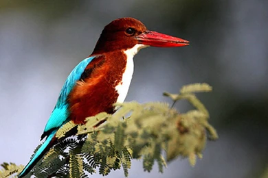 Kingfisher Bird Hd Wallpapers