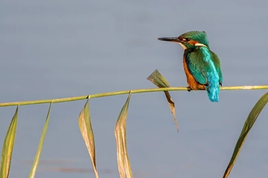 Kingfisher Bird Cane Wallpapers