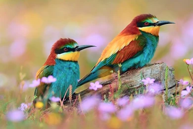 Kingfisher Birds Latest HD Images
