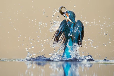 Kingfisher Bird Water Spray Catch Drops Reflection H Wallpapers ...