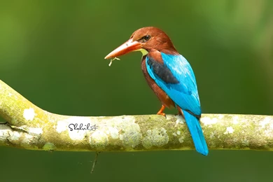 117 Kingfisher HD Wallpapers