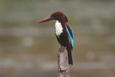 Diving Bird Wallpapers