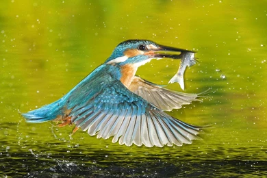 Kingfisher Bird Wallpapers