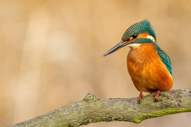 Kingfisher Branch Bird Wallpapers