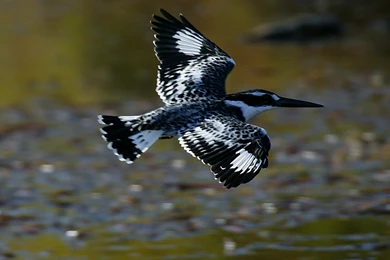 Animals World: Wallpapers Of Pied Kingfisher Birds Gallery