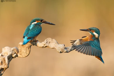 Kingfisher   DeviantArt