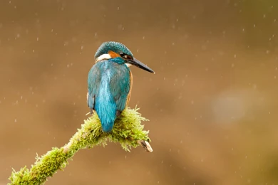 Kingfisher Bird HD Wallpapers Desktop Computer   Wallpapers Z