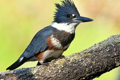 Kingfisher Bird Hd Wallpapers Free Download