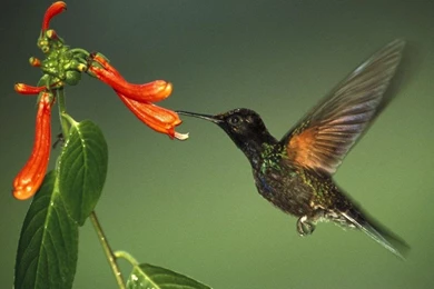 Kingfisher Birds Bird Animals Animal 2048x1352 Hd Wallpapers ...