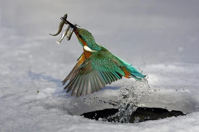 Wallpapers Of Kingfisher Catching Fish