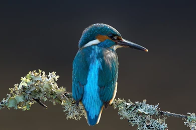 Kingfisher Bird Branch Lichen Wallpapers