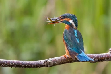 Kingfisher Bird Catch Branch Wallpapers