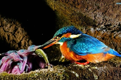 Picture Of Kingfisher Bird On Animal Picture Society