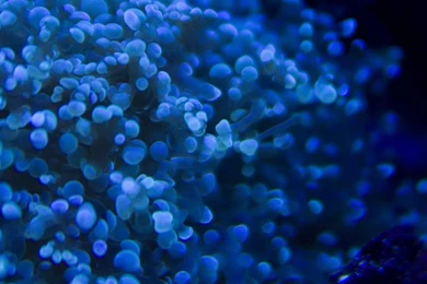 Deep Blue Wallpapers Download Free